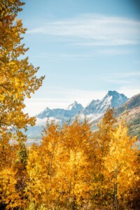 The best time to visit Grand Teton National Park -- Fall with yellow Aspen