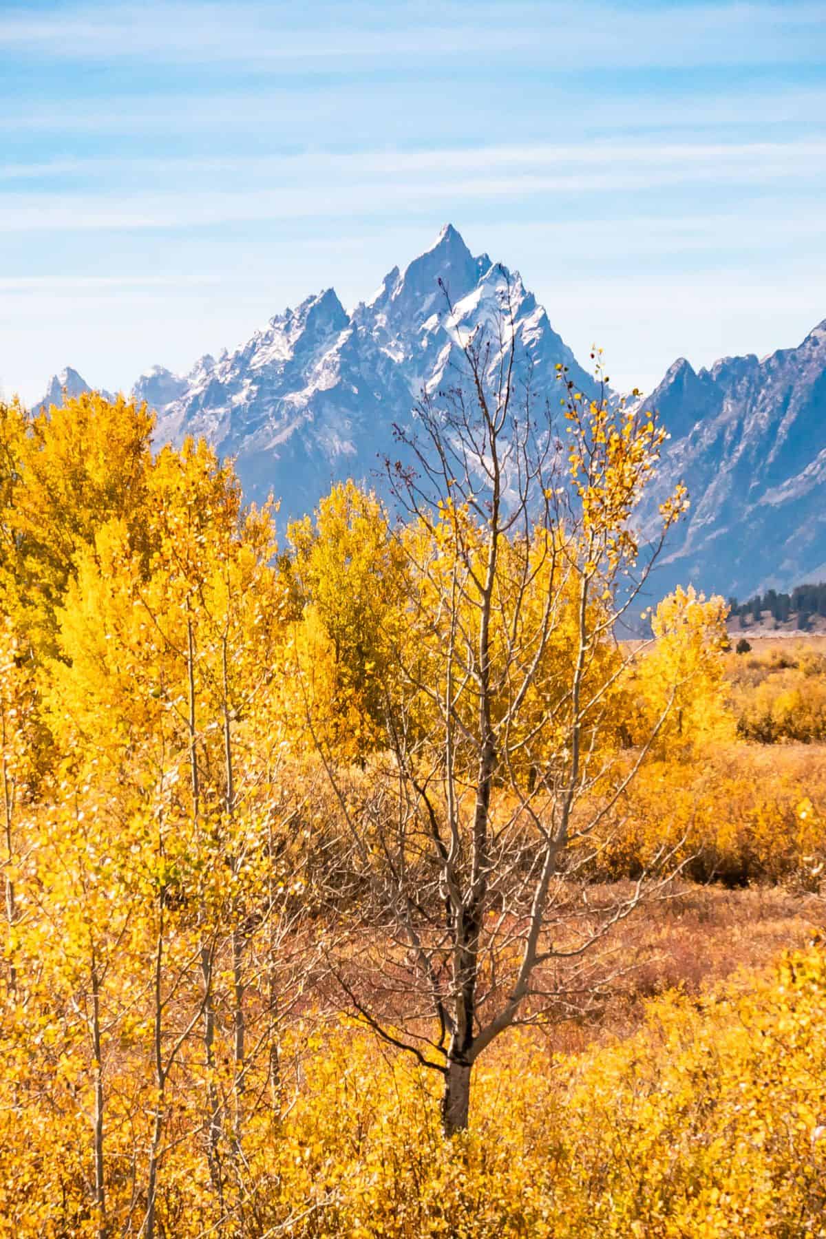 A grove of yellow Aspen framing the Teton Mountain range in Grand Teton National Park.