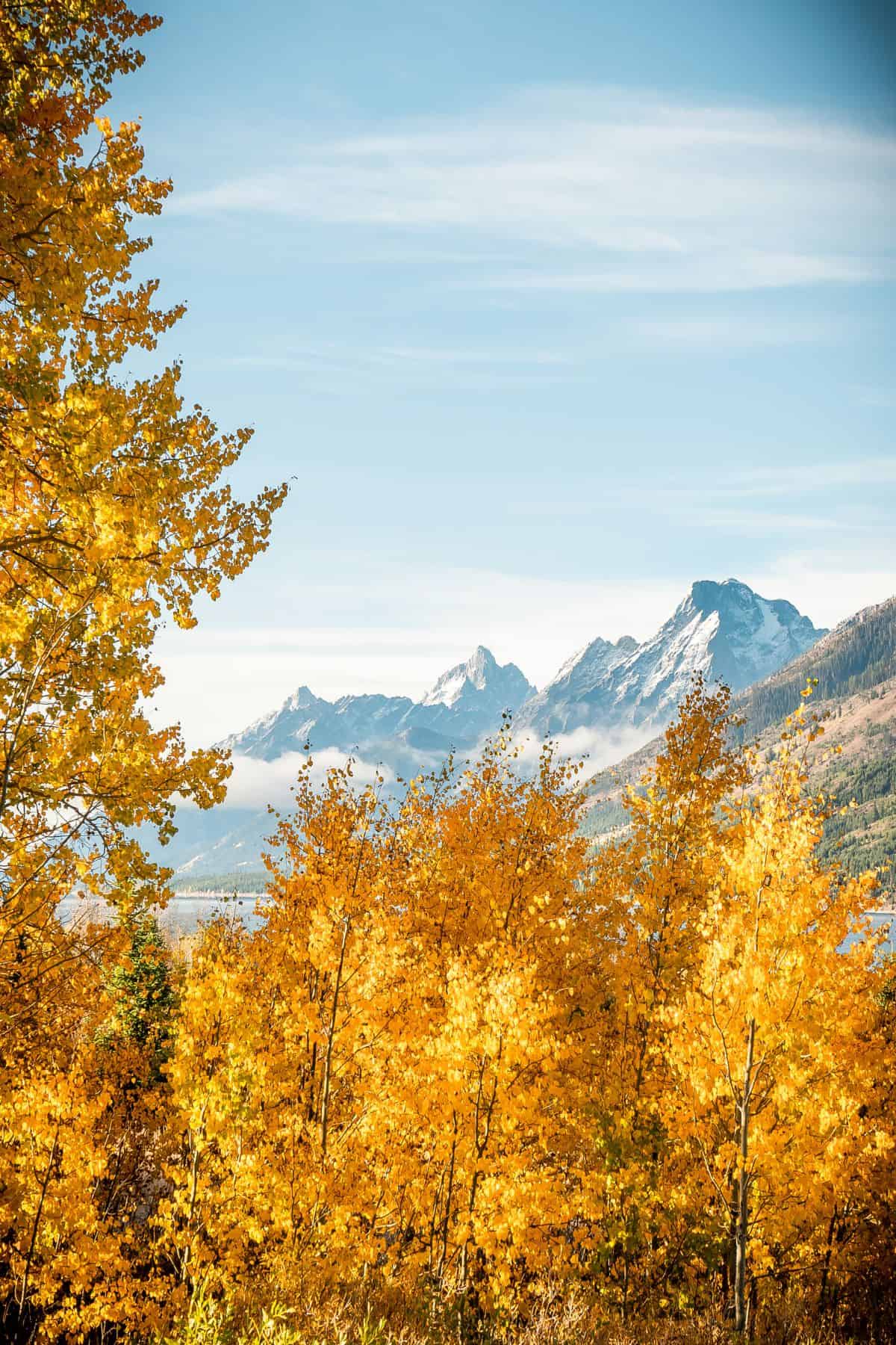 The Grand Teton Mountain Range bordered by yellow Aspen and Cottonwood trees in Fall.